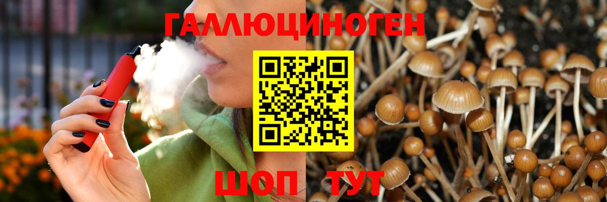 Псилоцибиновые грибы Psilocybine cubensis Ленинск-Кузнецкий